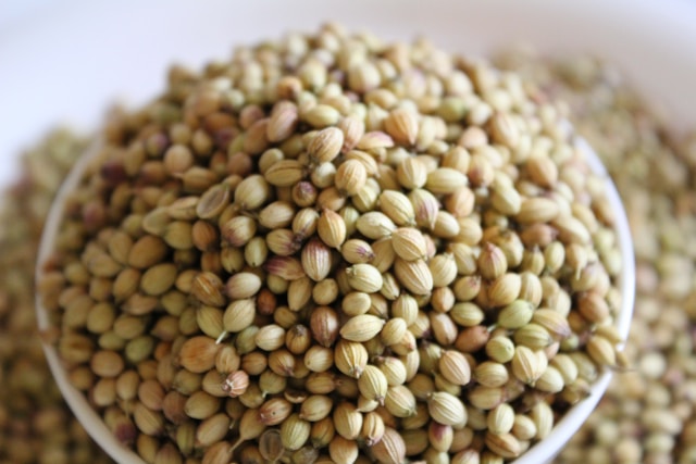 Coriander